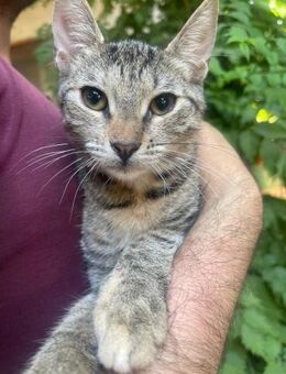 Gesa sucht ein Zuhause - Olfen