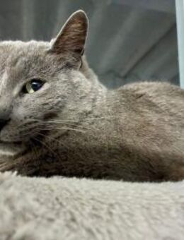 Kuschelkater Peti sucht kraulende Hände - Bad Camberg