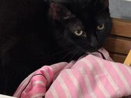 7 Monate Katze - Essen