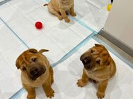 2 Shar Pei Welpen Rüden Isabell und Rot - Burgkunstadt