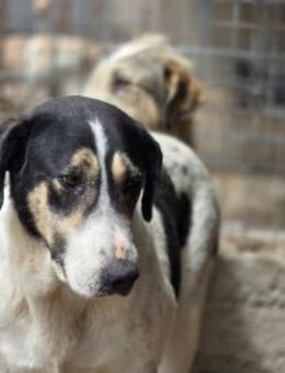 Fleurie gibt die Hoffnung auf - Dreikirchen