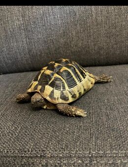 Griechische Landschildkröten - Karlshuld