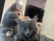 Mainecoon Karthäuser Mix Kitten suchen neues zu Hause - Norken