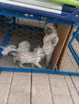 Katzenbabys abzugeben - Neustadt (Weinstraße)