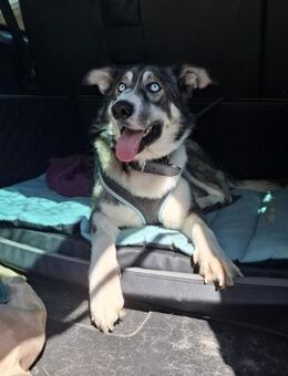 ❤️Rudy❤️ sucht sein Zuhause - Freilassing