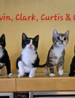 Calvin, Clark, Curtis & Chucky - Eibenstock