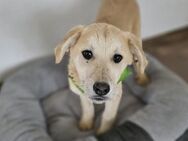 Scooby boy - Berlin