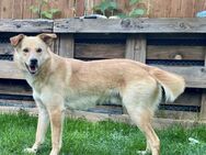 Snookie sucht sein Zuhause - Neuss