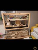 2 männliche Degus mit Käfig + Zubehör in 57319