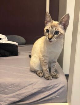 Katzenbabys - Herne