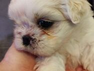 Weiße Shih- Tzu Hündin - Stuhr