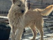 Süsser Terriermix B499 sucht Zuhause - Neuberg