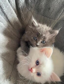 2 Süße Kitten suchen ihre Familie - Timmendorfer Strand