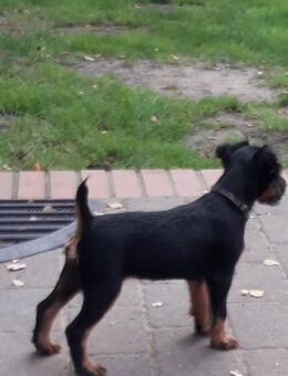 Jagdterrier Welpen - Lünne