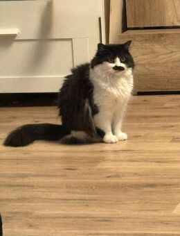Maincoon Dame 5 Jahre zu verkaufen - Hösbach
