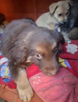 Charmeur Welpenrüde Eddi - Rambin