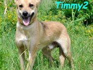 Timmy2 verspielt und fröhlich 03/23 - Ruppertsecken