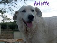Arlette entspannt und lieb 09/20 ESP - Ruppertsecken