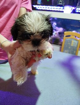Shih-Tzu Welpe Rüde Abzugeben ( Halsband grün ) - Stuhr