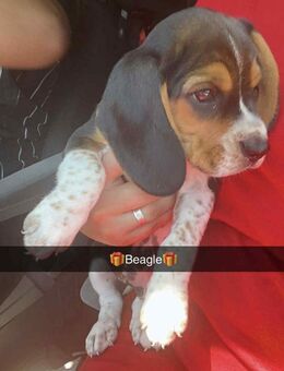 Welpen beagle 4 Monate - Diepholz