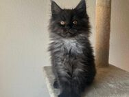 main coon Kitten - Sankt Ingbert
