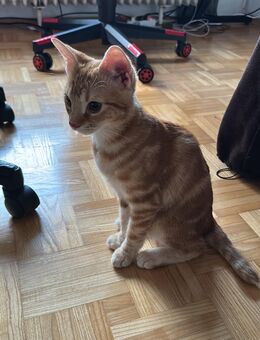 Orange/Rote Kitten zu verkaufen (mit alle Impf) - Hannover