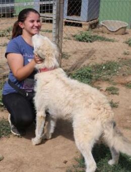 Henning ist eine echte Seele von Hund! - Schwarmstedt