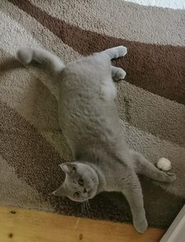 Britisch Kurzharr Rassekatze (Weibchen Hauskatze) BKH - Wuppertal