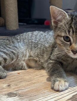 Kitten- Katzenbabys zu Verkaufen - Kreimbach-Kaulbach