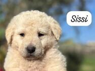 SISSI 💛💛💛 bringt Sonne in Ihr Leben - Bad Karlshafen