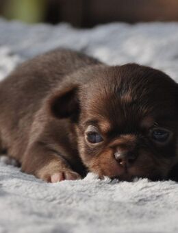 Typvollen Chihuahuawelpen - Münster