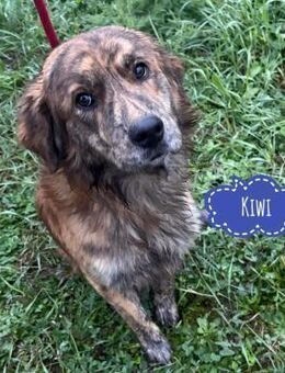 Kiwi ein toller sanfter Rüde - Flörsheim-Dalsheim