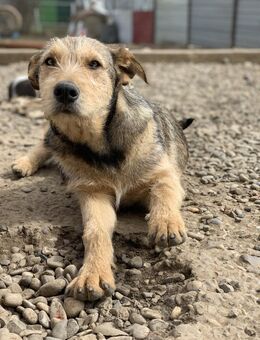 Licas möchte dich begeistern - Celle