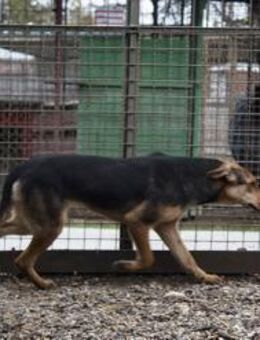 LARA - im Zuhause langsam eingewöhnen - Overath