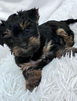 Yorkshire Terrier Welpen - Schotten