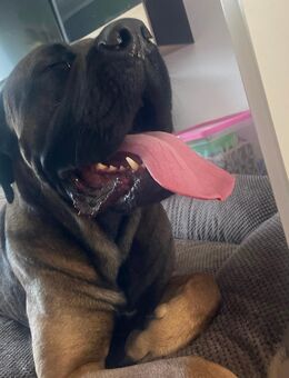 Cane corso - Albstadt