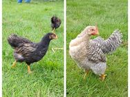 Bielefelder Kennhuhn Barnevelder je 1 Hahn - Eydelstedt