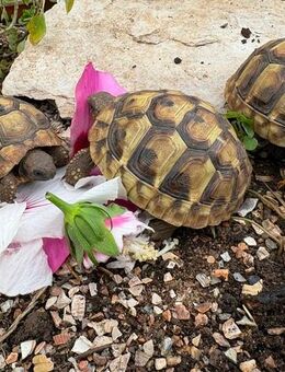 Griechische Landschildkröten NZ 2024 - Berching