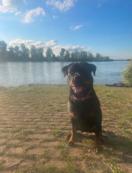Rottweiler Welpen - Mannheim