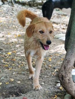 DARCY möchte Tierheim verlassen - Schwabach