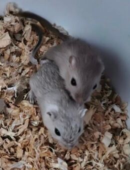 Wüstenrennmaus - Essen