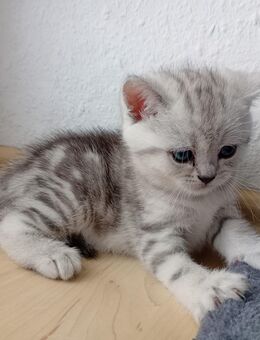 BKH Kitten sucht ein Zuhause - Stuttgart