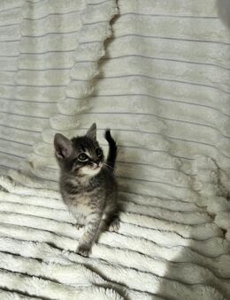 Wunderschöne Kitten mit BKH-Mix abzugeben - Horb (Neckar) Zentrum