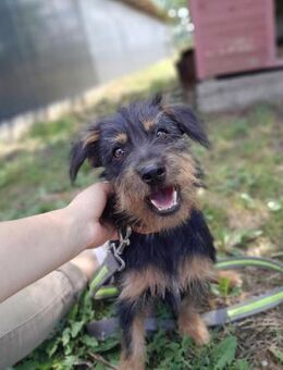 Mini - Schnauzer Mischling - Grainau