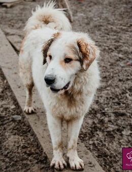 Wanted! Zuhause gesucht für Vanille💕💕 - Spenge