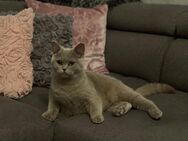 British kurzhaar Katze - Frankfurt (Main) Schwanheim