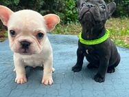 Französische Bulldoggen Weibchen - Passau