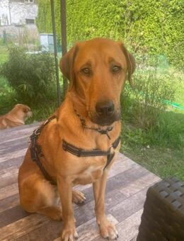 Sergio ein schöner Labrador-Mischling - Höchst (Odenwald)