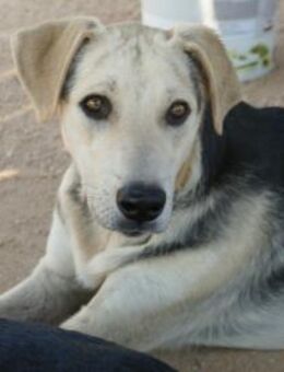 Schenken Sie Baco sein Traumzuhause? - Neuss