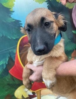 Haribo sucht ein Zuhause - Olfen